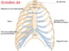 Brustkorb Organe Thoraxorgane Fragen Und Antworten