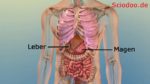 Brustkorb Organe Thoraxorgane Fragen Und Antworten