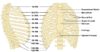 Brustkorb Organe Thoraxorgane Fragen Und Antworten