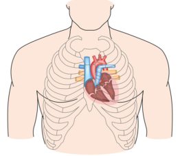 Brustkorb Organe Thoraxorgane Fragen Und Antworten