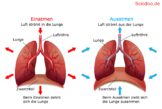 Brustkorb Organe Thoraxorgane Fragen Und Antworten