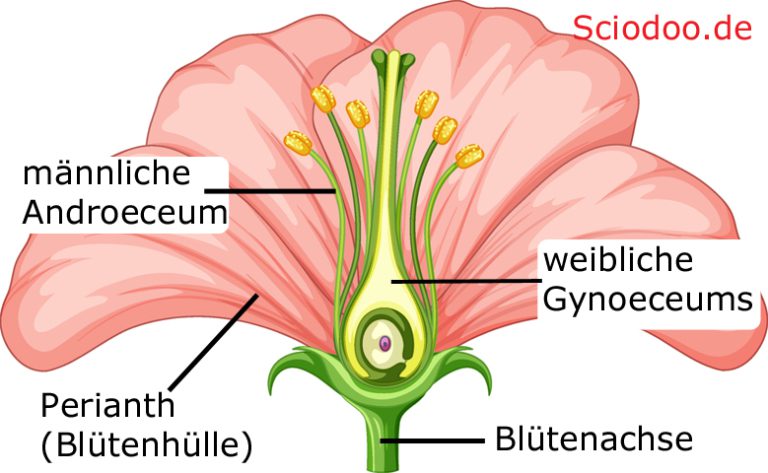 Aufbau Einer Bl Te Bestandteile Funktionsweise Pflanzenanatomie