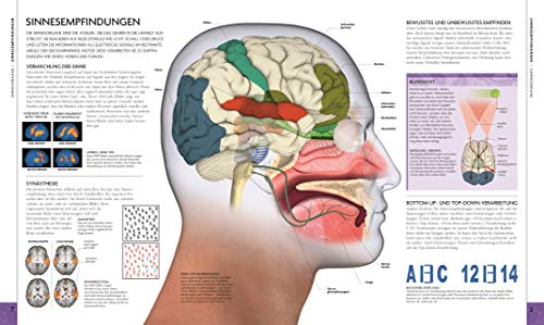 Das Gehirn: Anatomie, Sinneswahrnehmung, Gedächtnis, Bewusstsein, Störungen. Aktualisierte Neuausgabe - 4