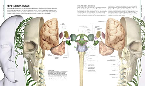 Das Gehirn: Anatomie, Sinneswahrnehmung, Gedächtnis, Bewusstsein, Störungen. Aktualisierte Neuausgabe - 7