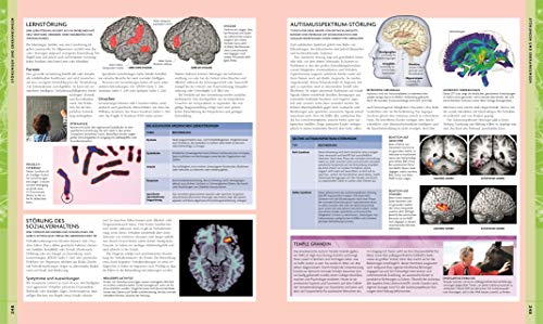 Das Gehirn: Anatomie, Sinneswahrnehmung, Gedächtnis, Bewusstsein, Störungen. Aktualisierte Neuausgabe - 10