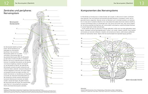 DAS LEHRBUCH VOM MENSCHLICHEN GEHIRN: Ein Einblick in Gehirn und Nervensystem des Menschen: KOLORIEREN / BESCHRIFTEN / BESTIMMEN / ENTHÄLT MEHR ALS 200 DETAILLIERTE ABBILDUNGEN - 3