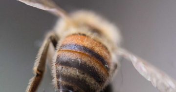 varroamilbe bienensterben