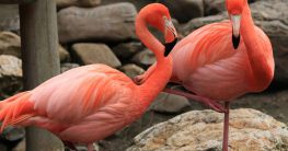 warum stehen flamingos auf einem bein stehen