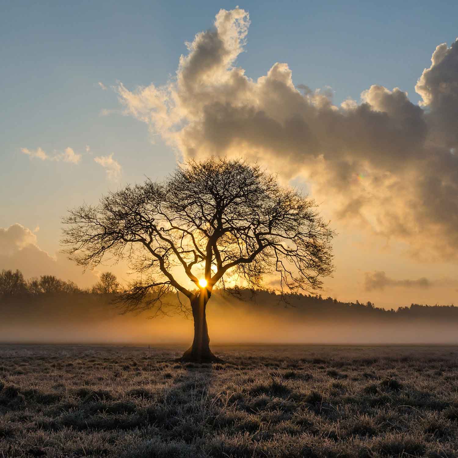 Warum verlieren Bäume ihre Blätter im Herbst und Winter