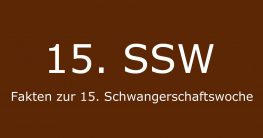 15 ssw was passiert in schwangerschaftswoche 15