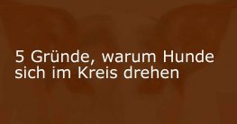 Warum drehen sich Hunde im Kreis bevor sie sich hinlegen