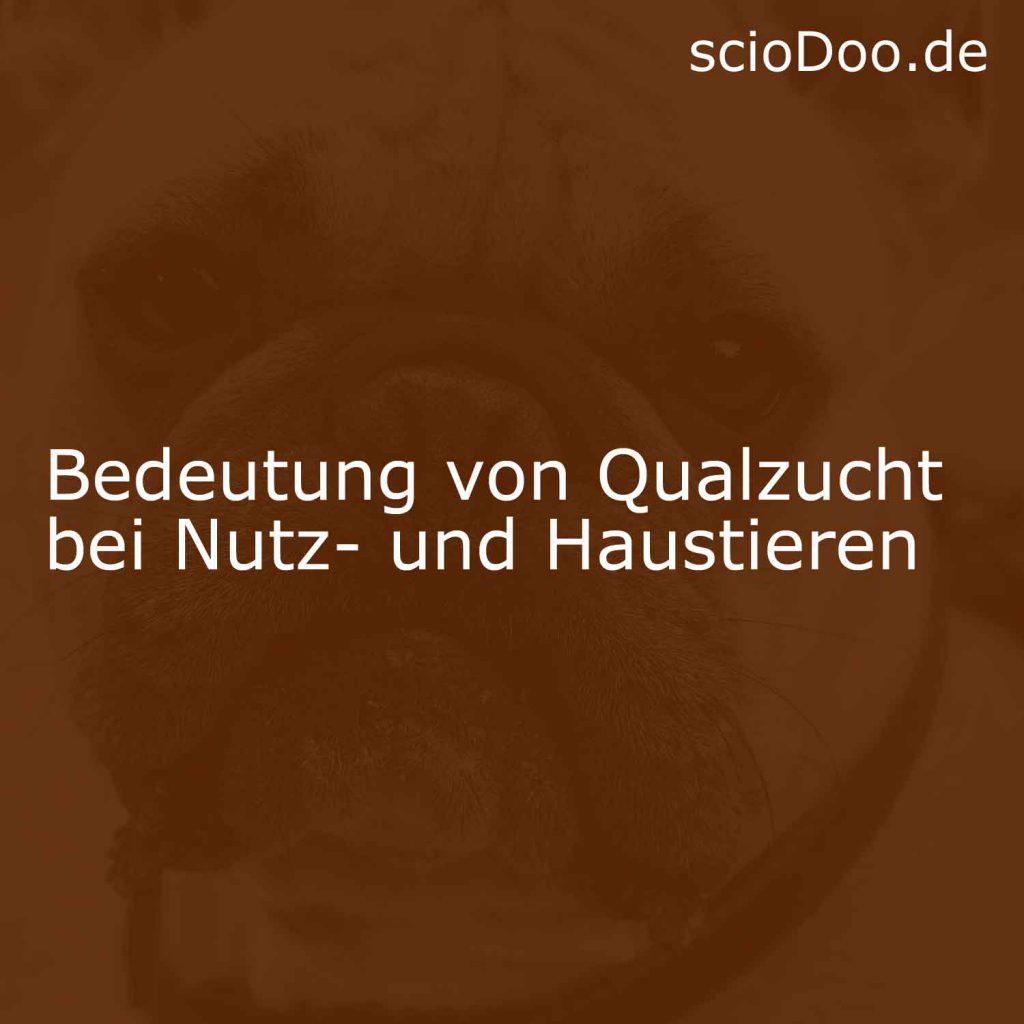 Ist die Hyäne Hund oder Katze Analyse, Folge und Bedeutung ScioDoo