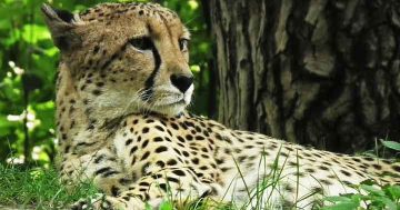 warum ist der gepard vom aussterben bedroht grund