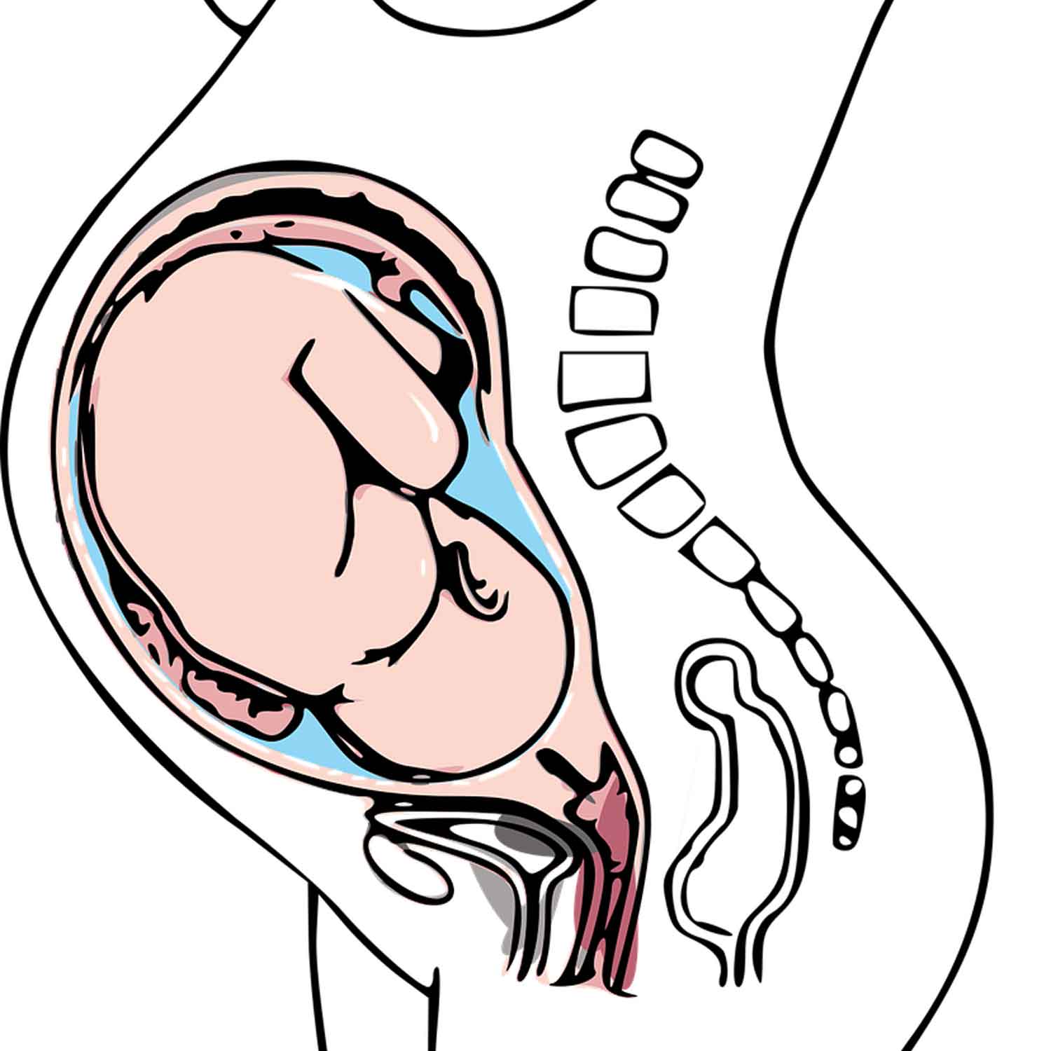 Как удлинить матку при беременности. Анатомия беременной женщины. Анатомия беременной матки. Матка женщины анатомия беременной. Расположение органов при беременности 2 триместр.