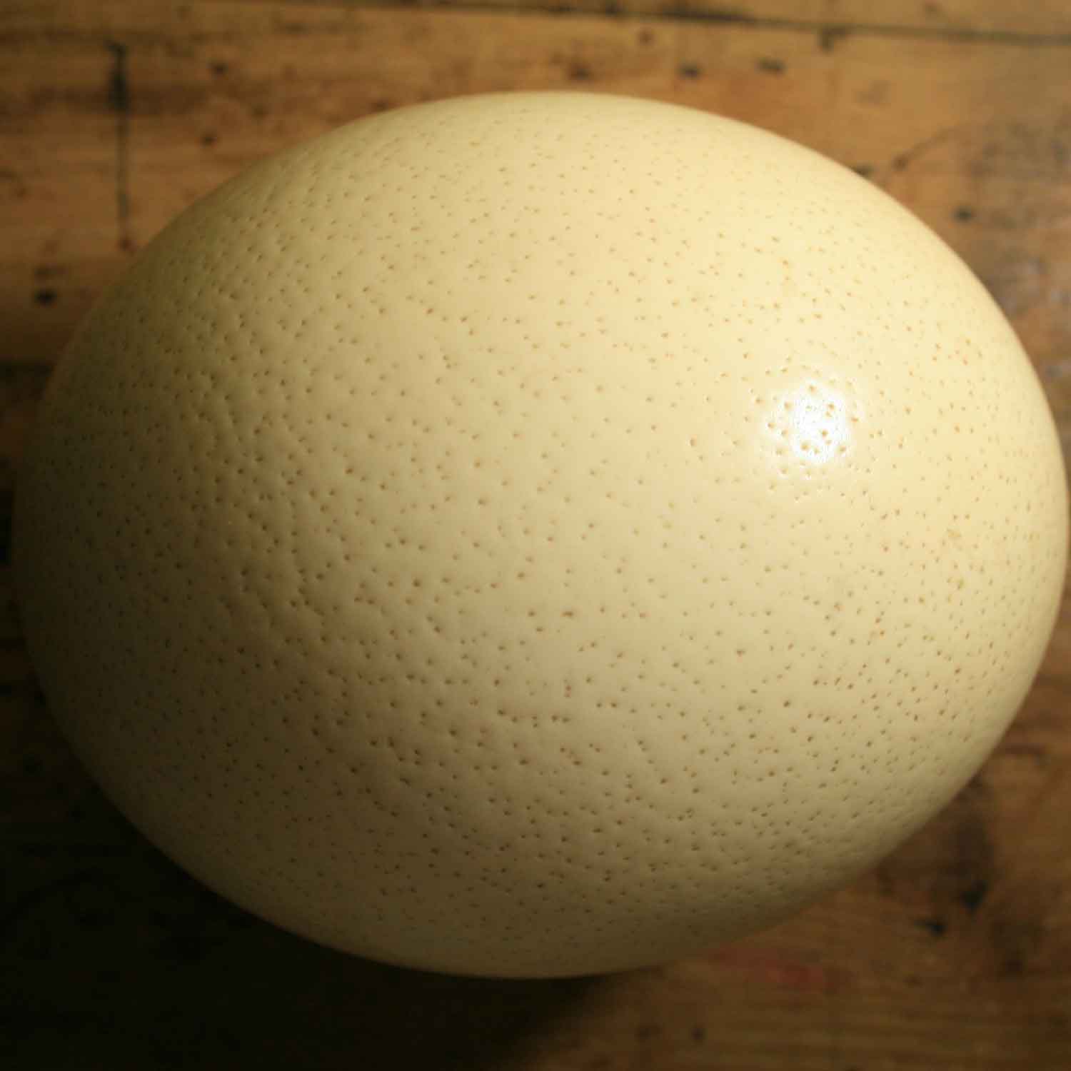 8 unglaubliche Fakten zum Straußenei