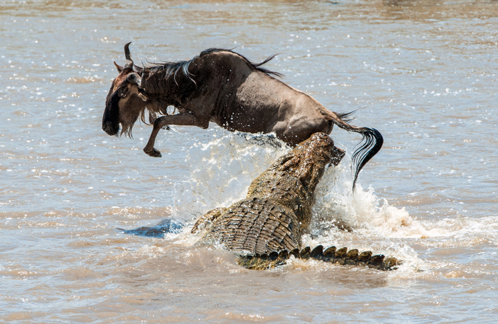 krokodil jagd gnu