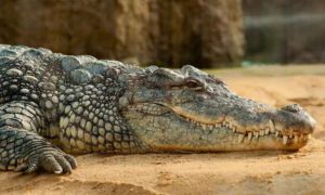 unterschied krokodil alligator gebiss
