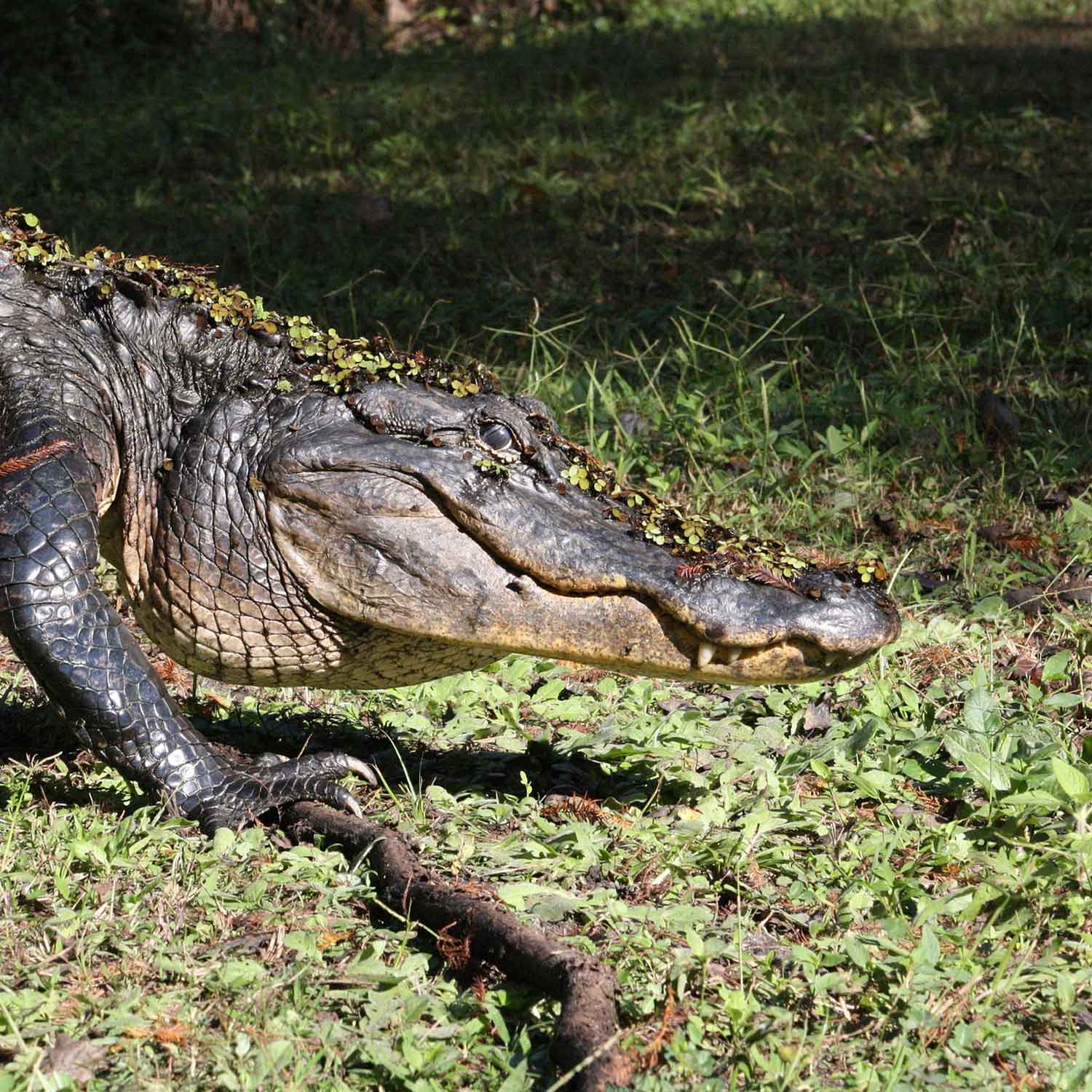 Die 6 Unterschiede zwischen Alligator, Krokodil & Kaiman