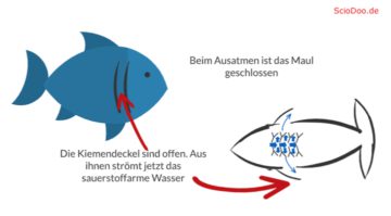 wie-atmen-fische-unter-wasser