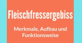 fleischfressergebiss aufbau merkmale funktionsweise