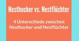 unterschiede nesthocker und nestflüchter