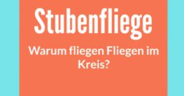 warum fliegen fliegen im kreis