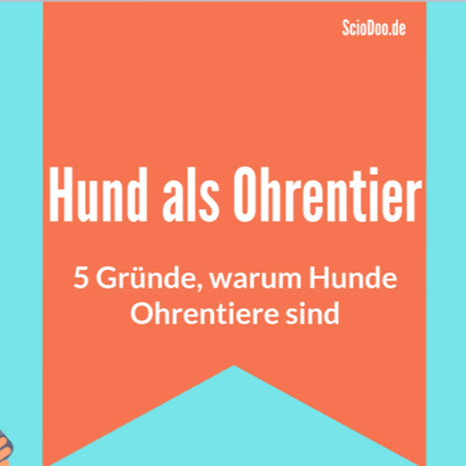 5 Gründe, warum Hunde Ohrentiere sind Bedeutung, Fähigkeiten und