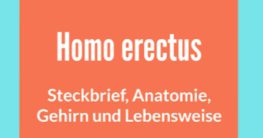 homo erectus steckbrief anatomie gehirn und lebensweise