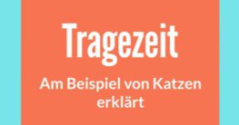 tragezeit bedeutung am beispiel von katzen erklärt