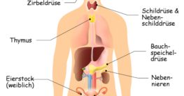 hormonsystem endokrines system hormondrüsen