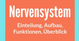 nervensystem einteilung aufbau funktionen überblick