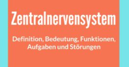 zentralnervensystem definition bedeutung aufbau funktion störungen