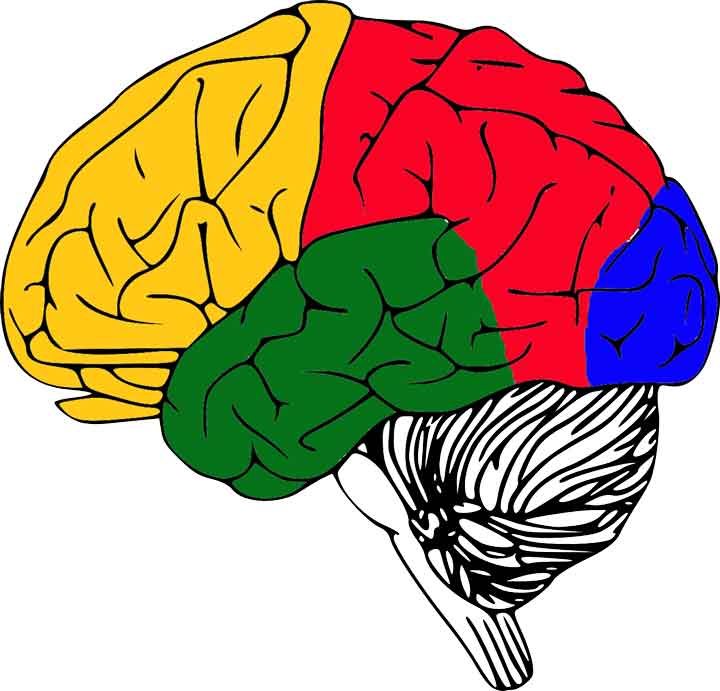 zerebraler kortex aufbau