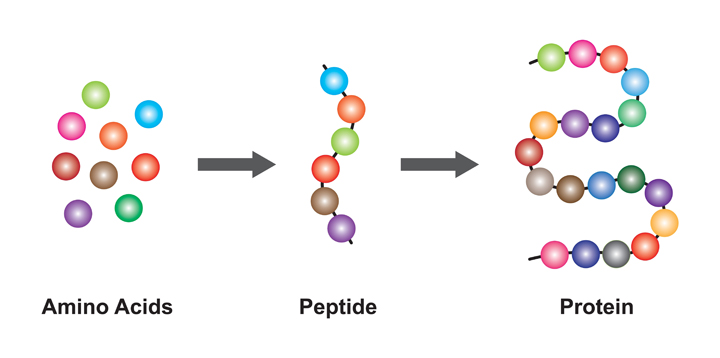 aminosäuren peptidbindung