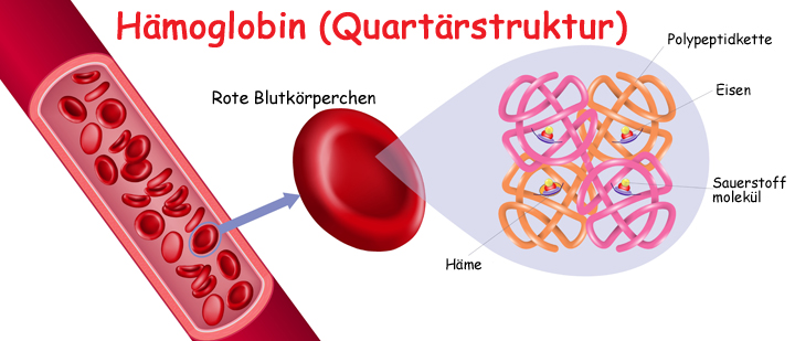 hämoglobin protein quartärstruktur
