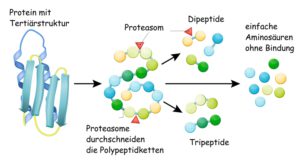 protein abbau proteasome