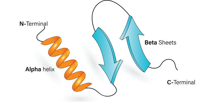 protein-sekundärstruktur-beta sheets faltblatt