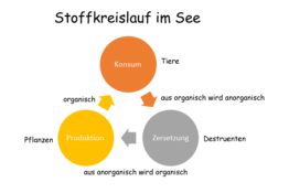 So funktioniert das Ökosystem See als Lebensraum für Pflanzen und Tiere