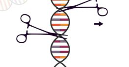 so funktioniert die CRISPR Cas-Methode beispiele zur verwendung der genschere