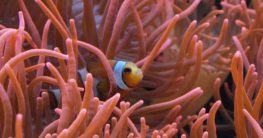 warum können clownfisch in der anemone leben symbiose lebensraum