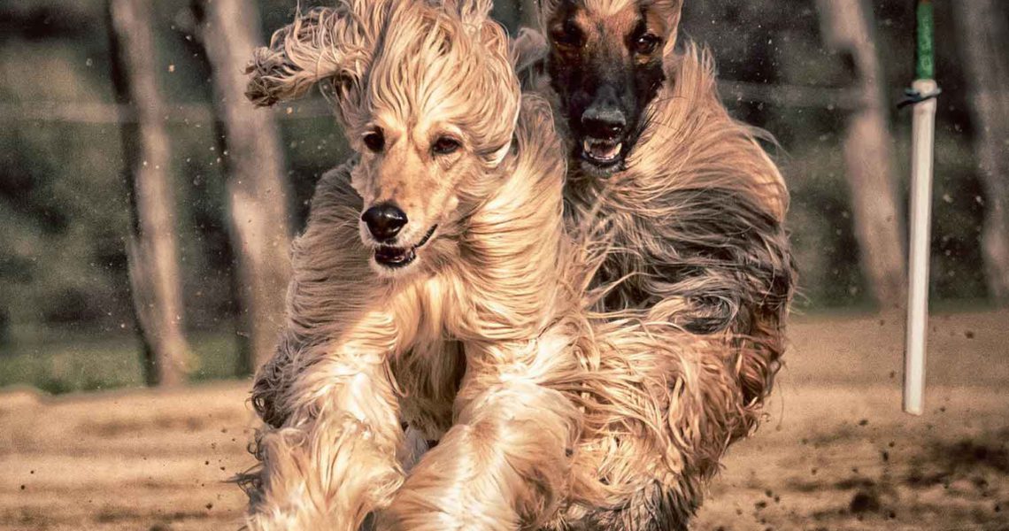 Was bedeutet „Da wird der Hund in der Pfanne verrückt“: Herkunft und
