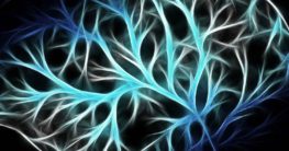 wie funktionieren nervenzellen als neuronales netz