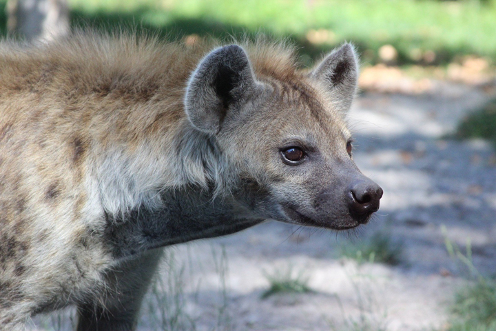 eigentliche hyänen definition und bedeutung