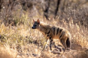 erdwolf kleinste hyänenart
