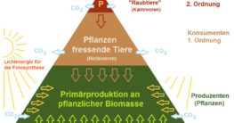 nahrungspyramide ökologie aufbau stufen