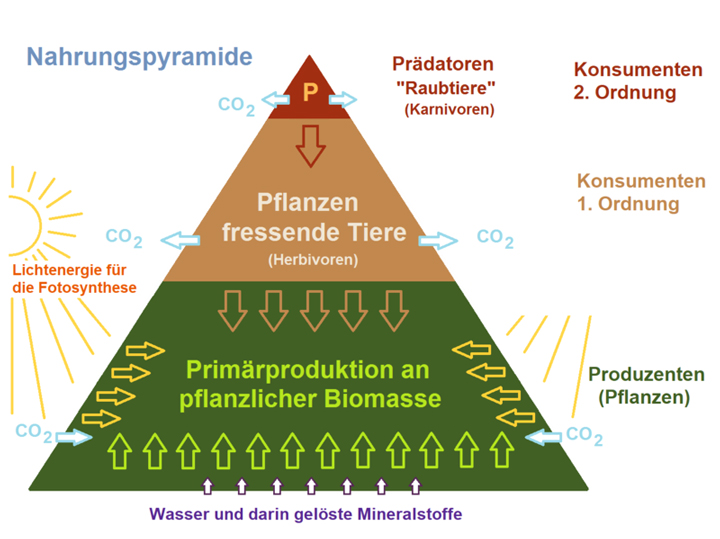 nahrungspyramide ökologie aufbau stufen