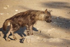 schabrackenhyäne braune hyäne hyänenart