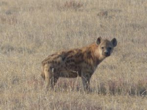 tüpfelhyäne größte hyänenart