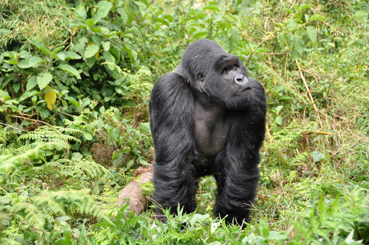 was sind gorillas ernährung definition bedeutung