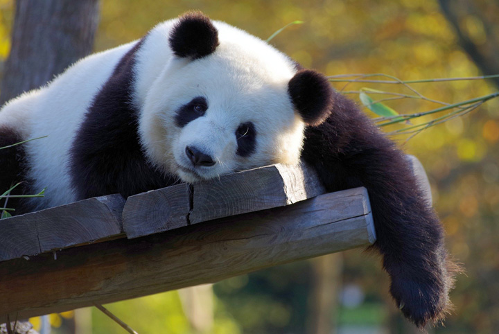was sind große pandas pandabären